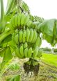 Green bananas growing in a tropical landscape, showcasing a healthy bunch on a banana plant amid lush greenery.