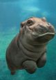 Hippo The of a Hippo is a deep, rumbling noise that can be heard echoing through the nature. It is a distinctive that is