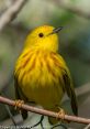 Warblers The of warblers fluttering through the trees in the early spring is a symphony of nature, a melodious cacophony