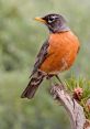 Robin The soft of a robin calling echoed through the forest, breaking the peaceful silence of the morning. The melodious