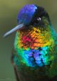 Hummingbirds The delightful of hummingbirds fills the air in a symphony of fluttering wings and soft chirps. Their rapid