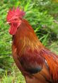 Rooster The of a rooster crowing fills the air in a vibrant cacophony of nature's . The distinct call of a rooster,