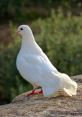 Dove The soft of a hand whistle resonates through the air, like a gentle breeze carrying the call of a dove. The