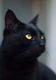 Felineterror If you listen closely to the of Felineterror S, you will be taken on a wild and unpredictable journey. The