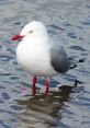 Gull The Gull River Rapids in Minden, Ontario, offer a symphony of nature's . The rushing waters create a cacophony of