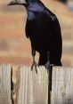 Close-up of a Rook perched on a wooden fence, highlighting its glossy black feathers and distinctive beak.