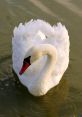 Swan The first that captures your attention is the call of the Whooper Swans. Their distinct trumpeting echoes through the