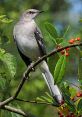 Mockingbird The first in this is the distinctive call of the Northern Mockingbird. This bird is known for its ability to