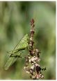 Bush-Cricket If you close your eyes and listen closely in a field where Bush-Cricket S reside, you might just hear the