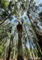 Kuipto-Forest The Kuipto Forest in South Australia is a place of serenity and natural beauty, where the of the wilderness