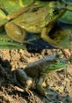 Bullfrogs The of bullfrogs is a defining feature of many wetlands and marshes around the world. The deep, resonant croaks