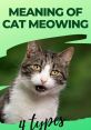 Meows Imagine walking into a room and being greeted by the soft, melodic of a cat's meow. The fills the room, creating a