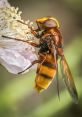 Hoverfly If you close your eyes and listen closely, you can hear the faint buzz of a hoverfly as it flits from flower to