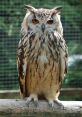 Owls A haunting hoot breaks the silence of the night, a pair of large owls calling out to each other in the darkness. The