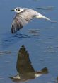 Tern The tranquil of Lac Des Chanteraines fill the air as the Sternespierregarin gracefully glides across the surface of