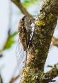 Chicharras perched on a tree trunk, showcasing detailed wings and natural camouflage in a lush environment.