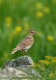 Skylark As you walk through the park in the early morning, you can hear the sweet, melodious song of the skylark filling the