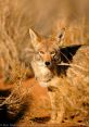 Coyotes The night was eerily quiet, save for the distant howling of coyotes. The traveled through the darkness, sending