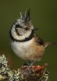 Crested-Tit The gentle melodies of the Mallarenga Emplomellada resonate through the air, its high-pitched trills drawing