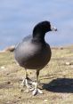 Coot In the quiet marshes of the Delta del Llobregat, the distinctive call of the coot can be heard echoing through the