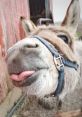 Donkeys The farm is alive with a symphony of . Oques honk loudly as they waddle around the pond, adding a sense of