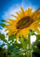 Sunflower If you listen closely, you can hear the of cracking sunflower seeds. It's a familiar to those who enjoy these