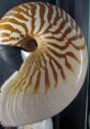 Nautilus The deep, echoing of whales reverberated through the underwater world, creating a symphony of calls and responses.