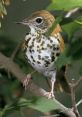 Wood-Thrush The melodic trills of the Wood Thrush echo through the dense forest, creating a symphony of that captivates all