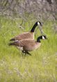 Canada Geese Library A of effects.