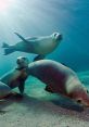 Sea lion Library The Sea Lion's Library is a treasure trove of mesmerizing that truly encapsulate the essence of the