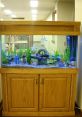 Fish tank Library The underwater world of a fish tank is a symphony of , each contributing to the overall ambiance of the