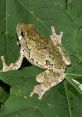 Gray treefrog Library The Gray treefrog is a master of vocalization, using its distinctive calls to communicate with other