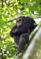 Chimpanzee Library The of the Chimpanzee's Library are a symphony of nature's most intriguing and primal noises. From the