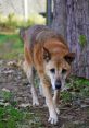 New Guinea Singing Dog Library The New Guinea Singing Dog's Library is a treasure trove of unique that capture the