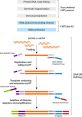 ChIP library protocol diagram detailing key steps like DNA purification and adapter addition for sequencing.