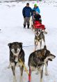 Dogsled Library The first that resonates through the frozen landscape is the thundering rhythm of a dogsled passing by