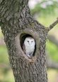 Barn owl Library The first that fills the air is a haunting hoot, echoing through the darkness of the night. It is the