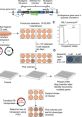 Mutant Library protocol for gene insertion, colony selection, and DNA mapping in haploid ES cells using olaparib.