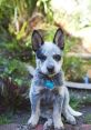 Bluey Heeler puppy named Betty sitting in a garden, showcasing its striking blue coat and playful personality.