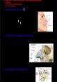 Nasal Library The nasal in Nasal S Library encompass a range of human respiratory actions, from deep inhales to sharp