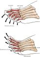 Illustration detailing flexion and extension of toes, emphasizing the MTP and IP joints in foot movement.