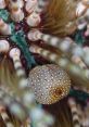 Close-up view of a marine creature featuring a spotted shell and long spines, showcasing the biodiversity of Halmahera.