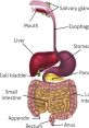 Digestion Library The of a goat's digestion process is strangely intriguing. As you listen closely, you can hear the