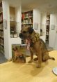 Terrier Library The Terrier's Library is a treasure trove of unique that bring to mind the lively energy of dogs. From