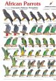 African parrot Library The African Grey Parrot is renowned for its intelligence and ability to mimic a wide range of ,