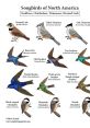 Forest birds Library The Forest Birds Library is a treasure trove of natural , capturing the bustling life of avian