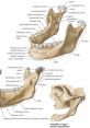 Mandible Library The Mandible's Library is a treasure trove of strange and otherworldly , each one more intriguing than