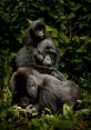 Virunga National Park Library The echoing through the Virunga National Park's library are unlike any other. The first that