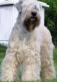 Wheaten terrier Library The Wheaten terrier library is a treasure trove of that capture the essence of these spirited and