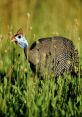 Guineafowl Library The Guineafowl's Library is a unique of that captures the essence of the wild and free-spirited bird